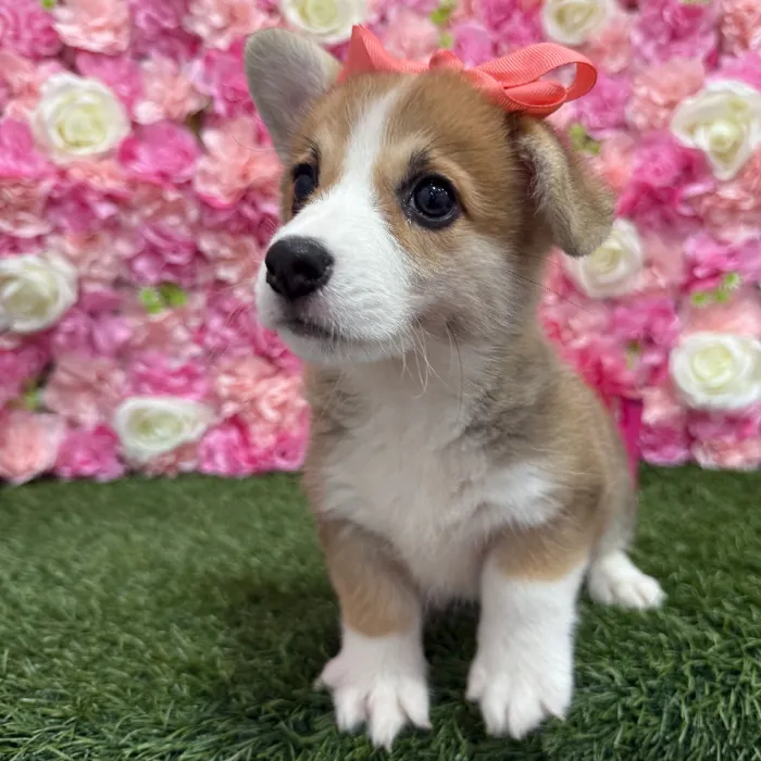 Female Pembroke Welsh Corgi Puppy for Sale in Braintree, MA
