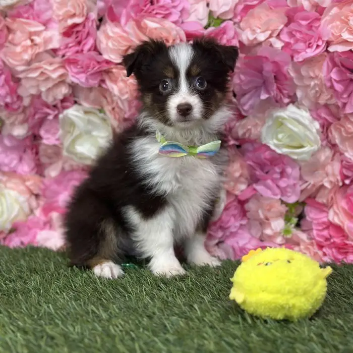 Male Toy Australian Shepherd Puppy for Sale in Saugus, MA
