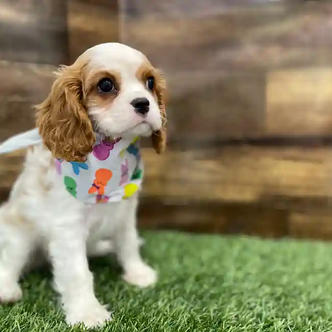 Female Cavalier King Charles Spaniel Puppy for Sale in Braintree, MA