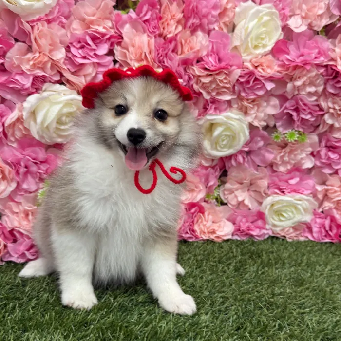 Female Pomimo Puppy for Sale in Braintree, MA