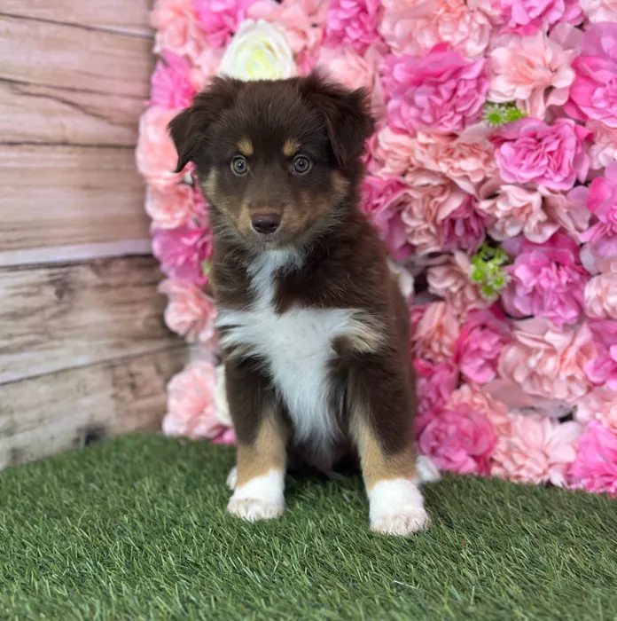 Male Miniature Australian Shepherd puppy named Broccoli for sale at Pet Express Saugus.