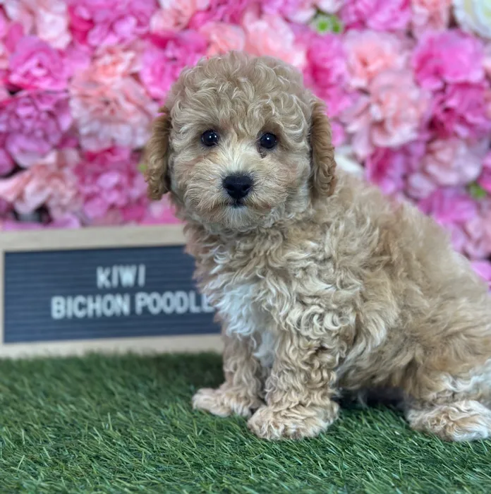Male Bichon-Poodle puppy named Kiwi for sale at Pet Express Saugus.