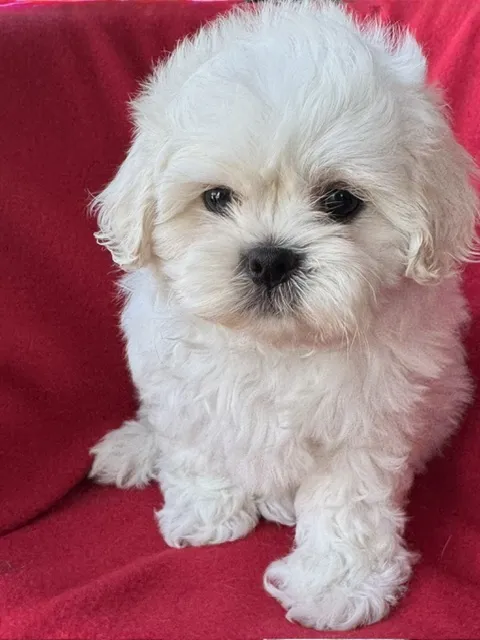 Male Teddy Bear (Zuchon) puppy named Haaland for sale at Pet Express Braintree.