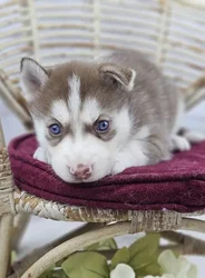 car_main_img_/media/ap_media/pets/DKPTSQWNJZRO187637.webp.250x250_q85.webp
