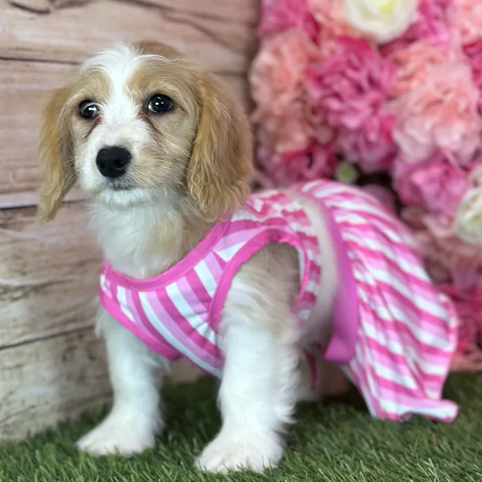 Female Cavachon puppy named Gladys for sale at Pet Express Saugus.