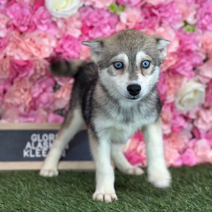 Female Alaskan Klee Kai puppy named Gloria for sale at Pet Express Saugus.