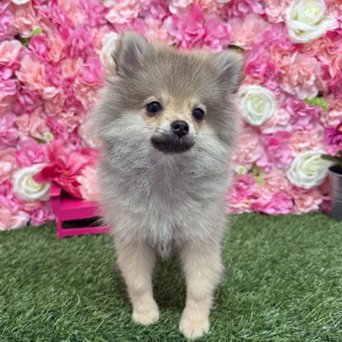 Female Pomeranian Puppy for Sale in Braintree, MA
