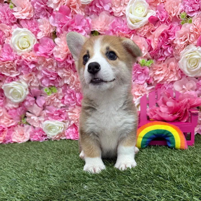 Female Pembroke Welsh Corgi Puppy for Sale in Braintree, MA