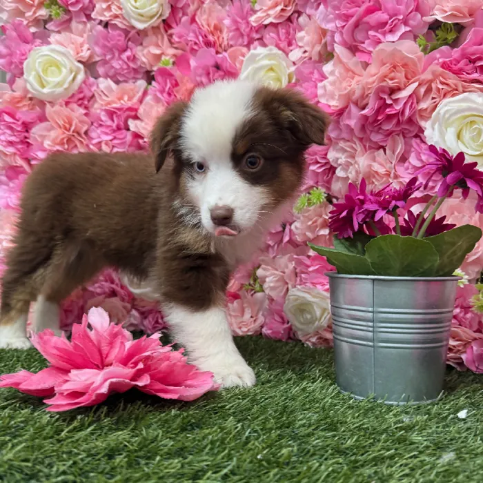 Female Miniature Australian Shepherd Puppy for Sale in Braintree, MA