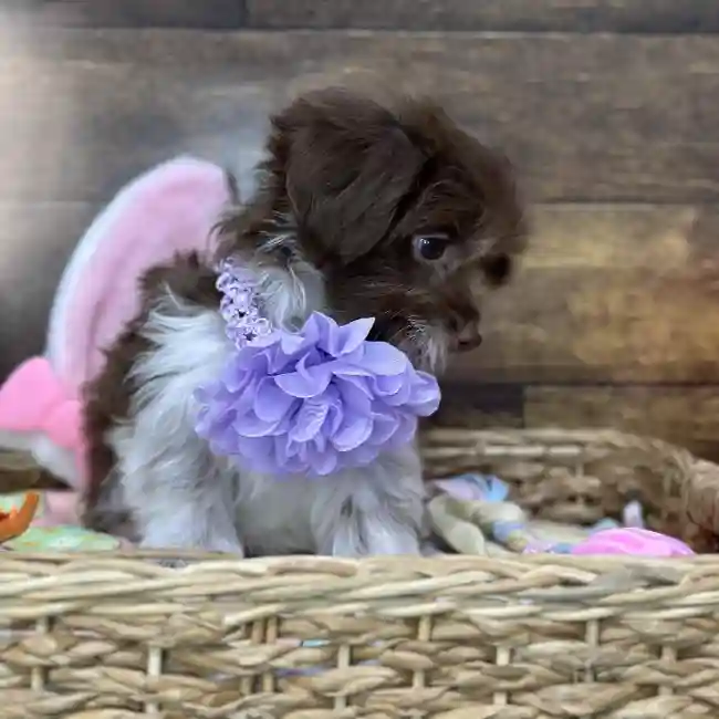 Female Havanese Puppy for Sale in Saugus, MA