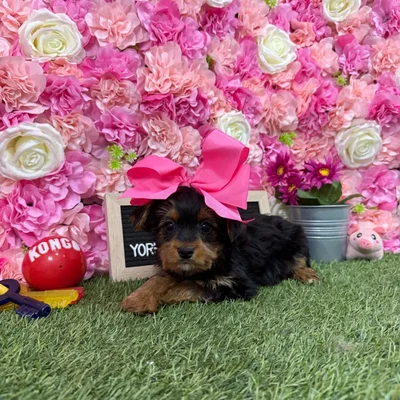 Female Yorkshire Terrier puppy named Angel for sale at Pet Express Braintree.