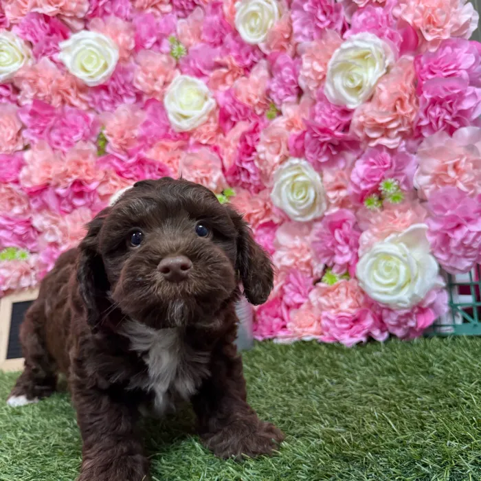 Male Havapoo puppy named Hershey for sale at Pet Express Braintree.