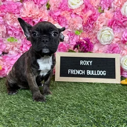 Female French Bulldog puppy named Roxy for sale at Pet Express Braintree.