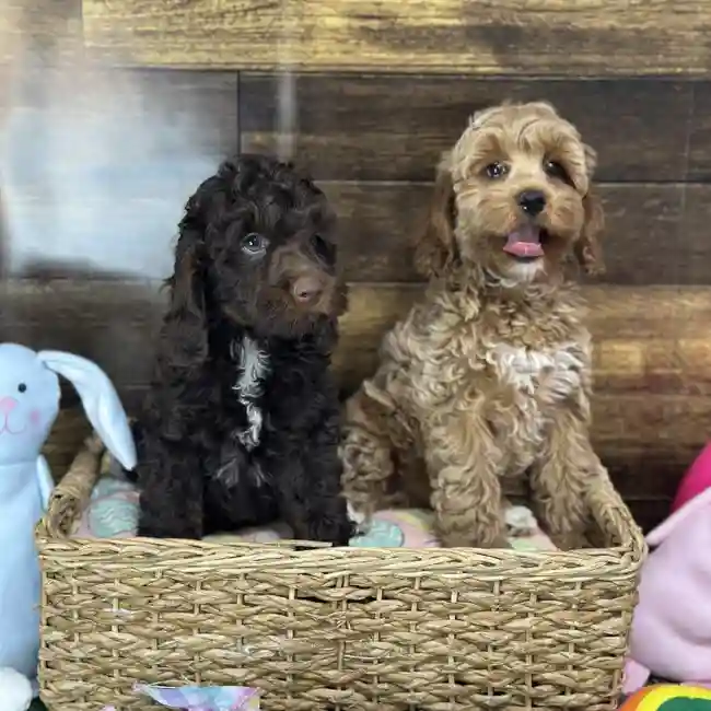 Male Cockapoo Puppy for Sale in Saugus, MA