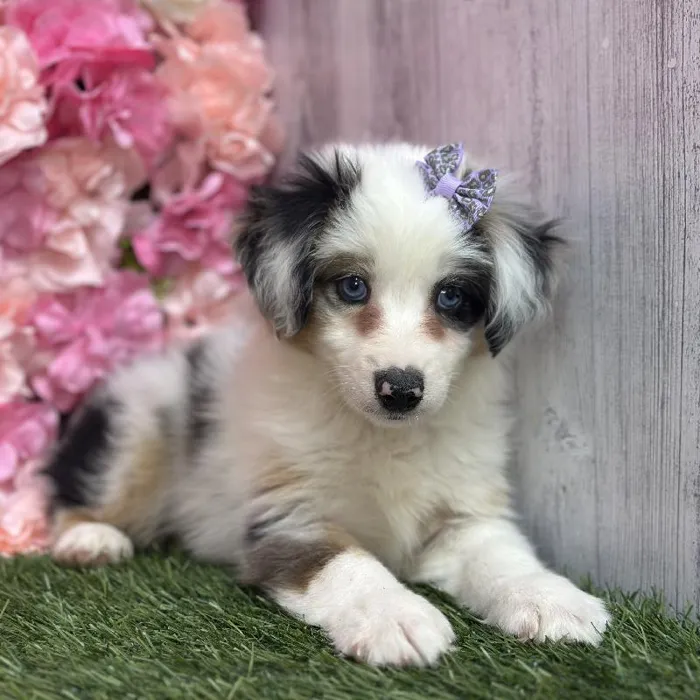 Female Miniature Australian Shepherd Puppy for Sale in Saugus, MA
