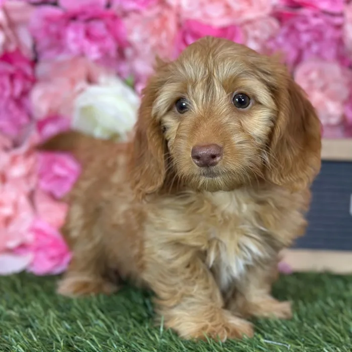 Male Dachshund puppy named Sonny for sale at Pet Express Saugus.