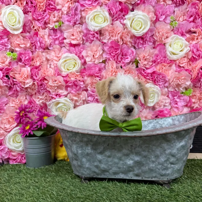 Male Chi-Poo puppy named Cooper for sale at Pet Express Braintree.
