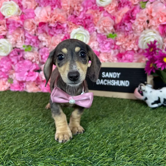 Female Dachshund puppy named Sandy for sale at Pet Express Braintree.