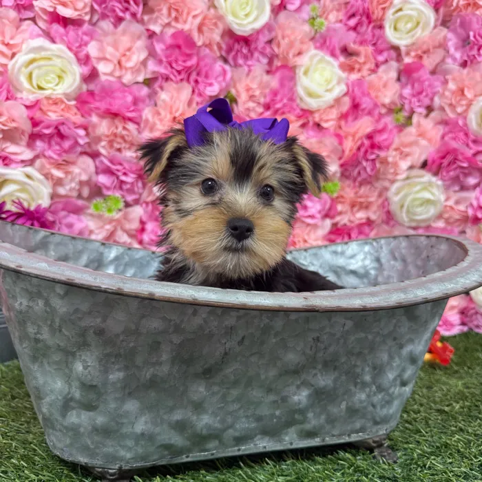 Female Yorkie-Poo 2Nd Gen puppy named Aubrey for sale at Pet Express Braintree.