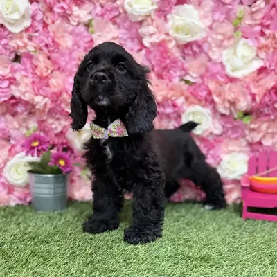 Male Cocker Spaniel Puppy for Sale in Braintree, MA