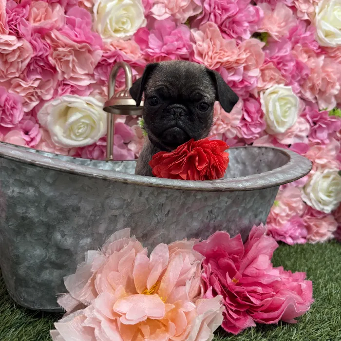 Female Pug Puppy for Sale in Braintree, MA