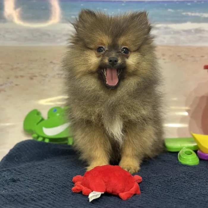 Female Pomeranian Puppy for Sale in Saugus, MA