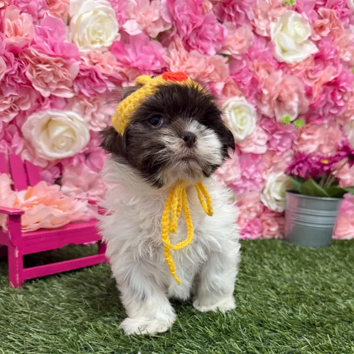 Male Shih Tzu Puppy for Sale in Braintree, MA