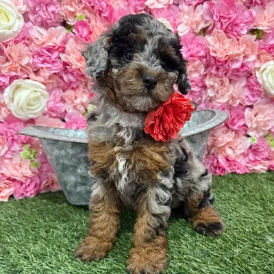 Female Poodle (MINI) Puppy for Sale in Braintree, MA