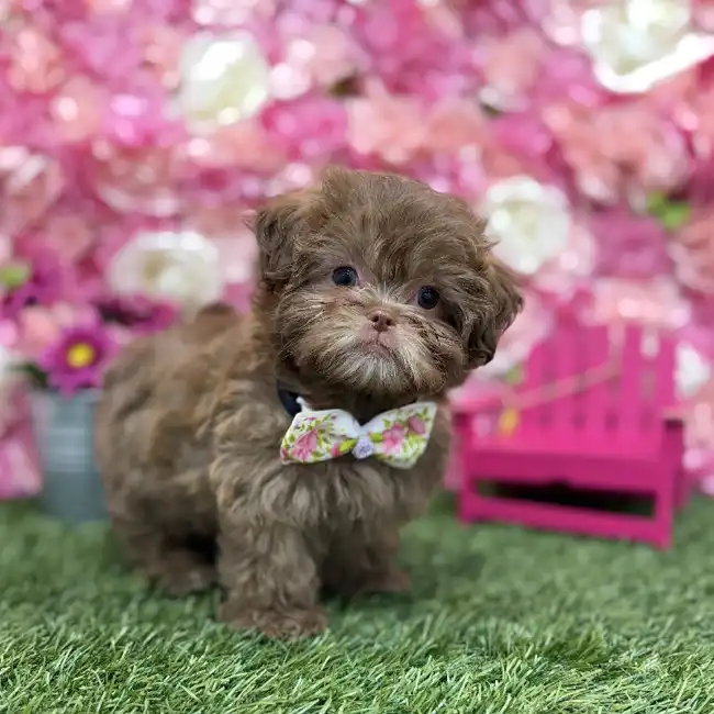 Male Shih-Poo Puppy for Sale in Braintree, MA