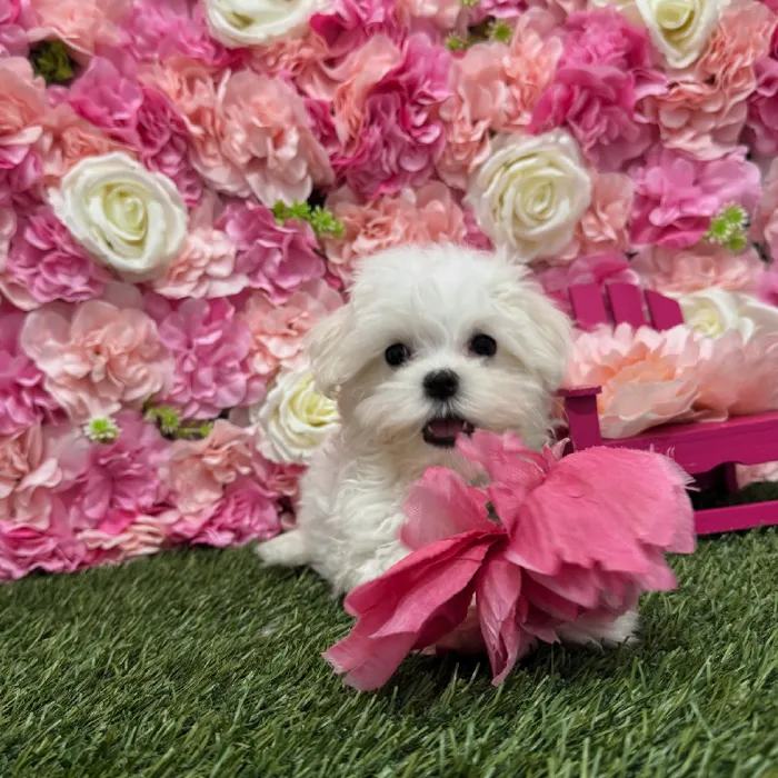 Female Maltese Puppy for Sale in Braintree, MA