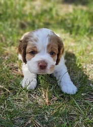 car_main_img_/media/ap_media/pets/DQLIBTDNMLKD186166.webp.250x250_q85.webp