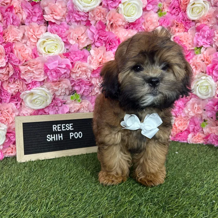 Male Shih-Poo puppy named Reese for sale at Pet Express Braintree.
