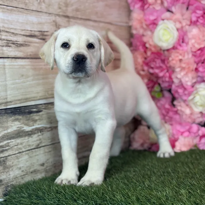 Female Labrador Retriever puppy named Luna for sale at Pet Express Saugus.