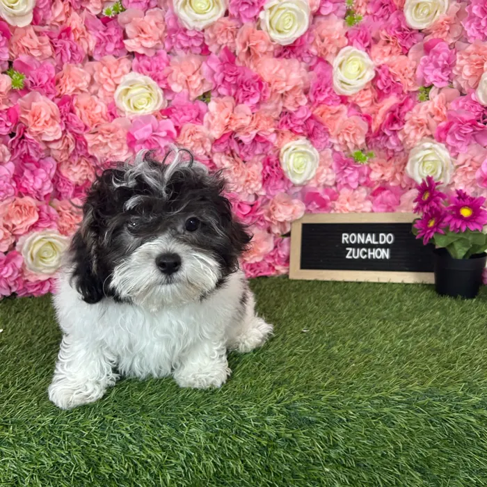 Male Teddy Bear (Zuchon) puppy named Ronaldo for sale at Pet Express Braintree.