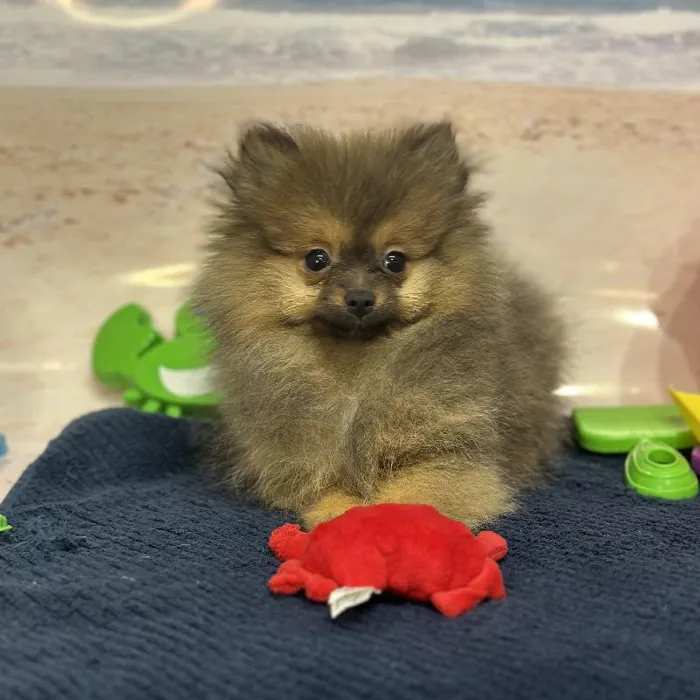 Female Pomeranian Puppy for Sale in Saugus, MA