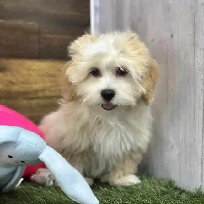 Male Lhasa-Poo Puppy for Sale in Saugus, MA