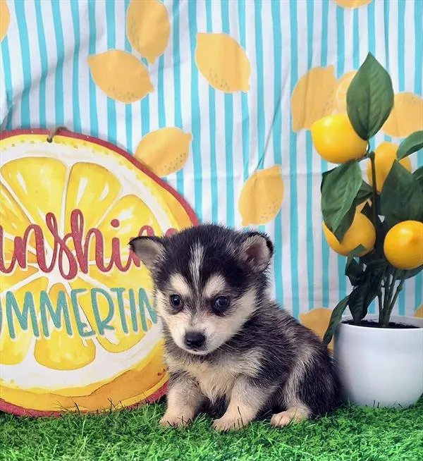 Male Alaskan Klee Kai puppy named Armstrong for sale at Pet Express Saugus.