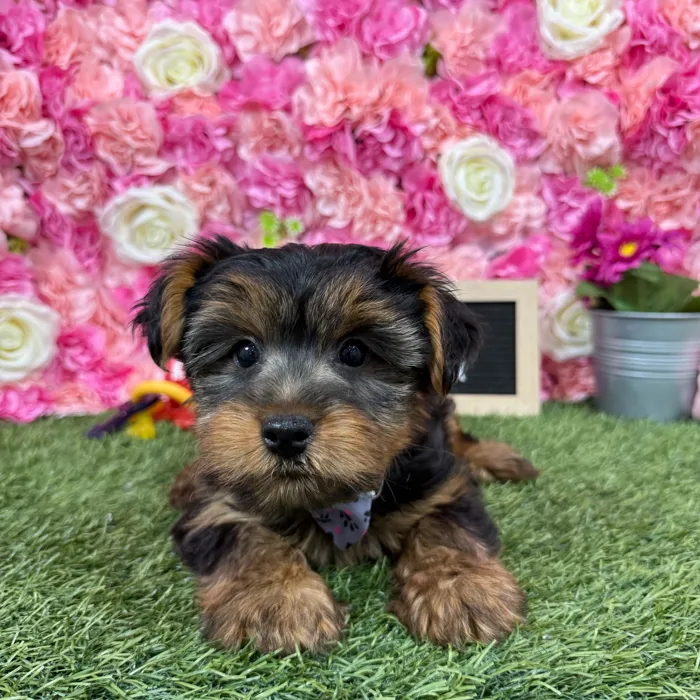 Male Yorkshire Terrier puppy named Juju for sale at Pet Express Braintree.