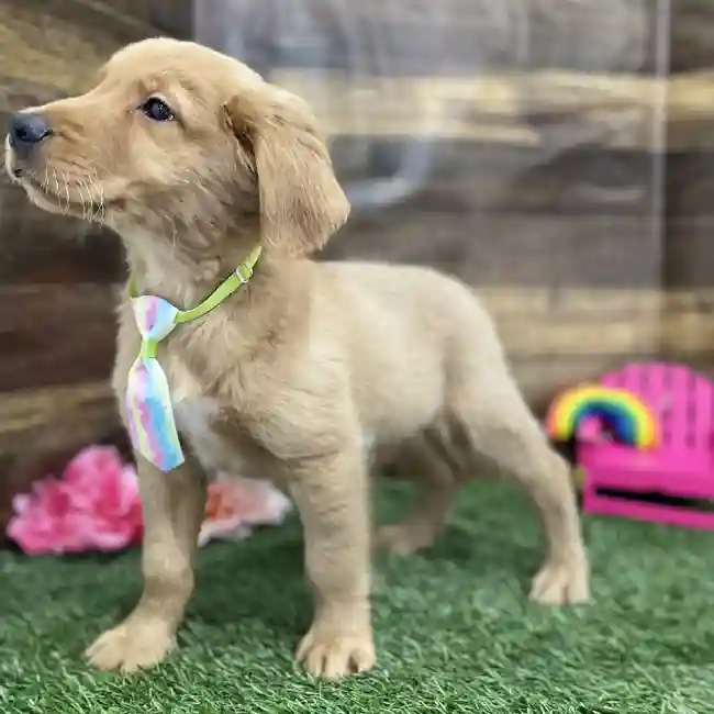Male Golden Retriever Puppy for Sale in Braintree, MA