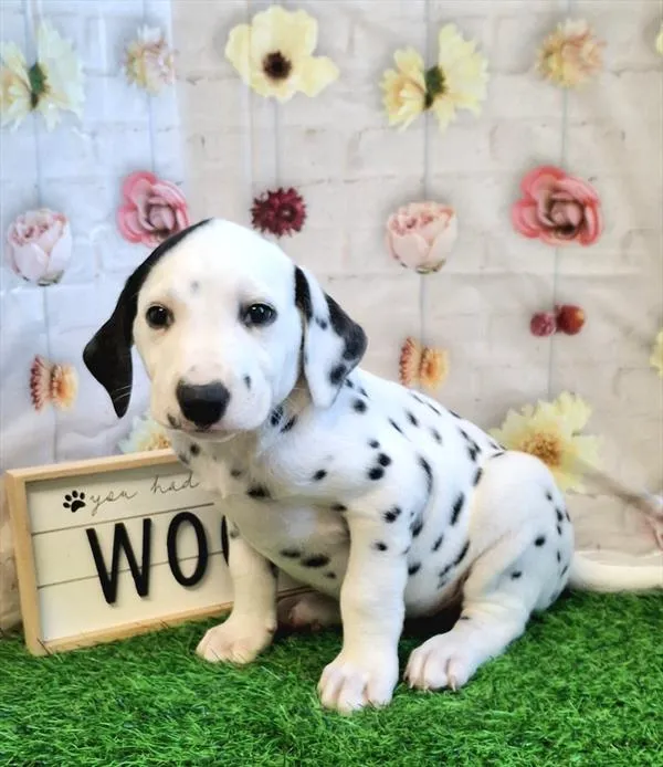 Male Dalmatian puppy named Limon for sale at Pet Express Saugus.