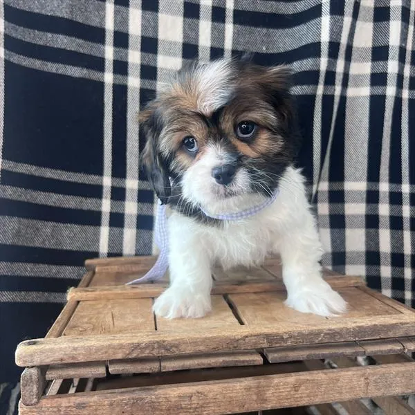 Female Lhasalier puppy named Belle for sale at Pet Express Braintree.