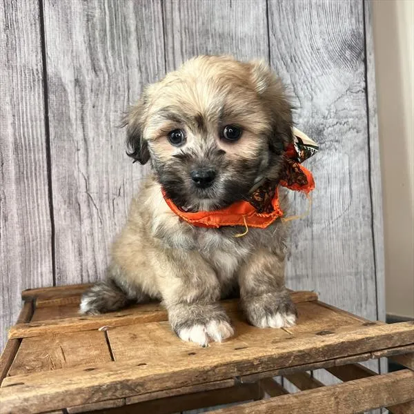 Male La-Chon puppy named Randy for sale at Pet Express Saugus.