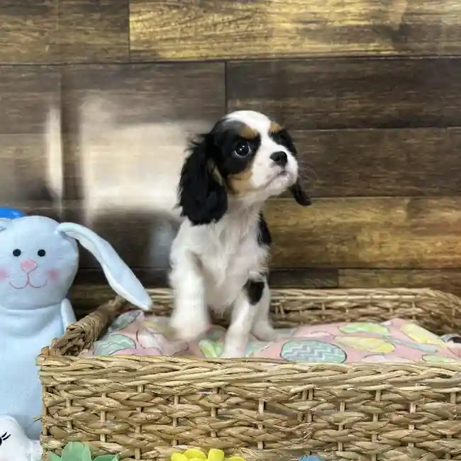 Female Cavalier King Charles Spaniel Puppy for Sale in Saugus, MA