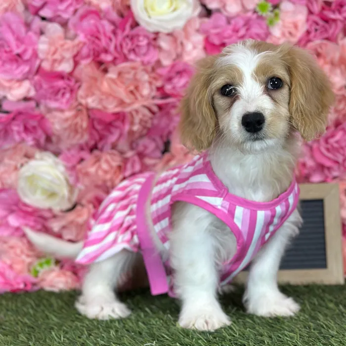Female Cavachon puppy named Gladys for sale at Pet Express Saugus.