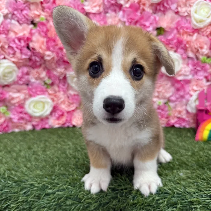 Female Pembroke Welsh Corgi Puppy for Sale in Braintree, MA