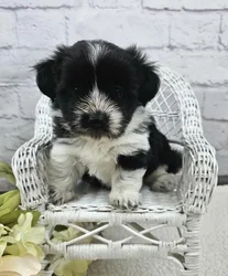 car_main_img_/media/ap_media/pets/DUUVSQZEAXZS186158.webp.250x250_q85.webp