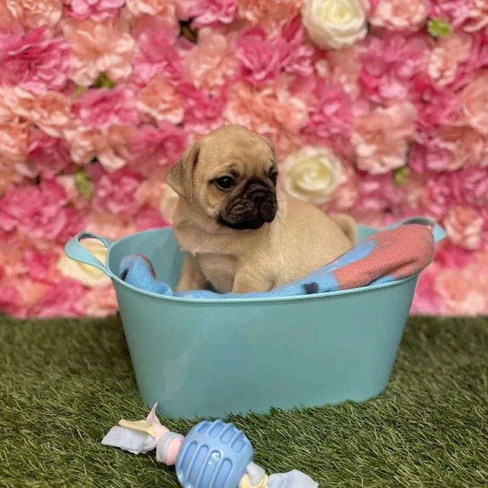 Male Pug Puppy for Sale in Saugus, MA
