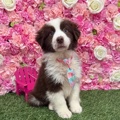 Male Miniature Australian Shepherd Puppy for Sale in Braintree, MA