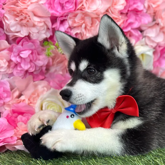 Male Alaskan Klee Kai puppy named Jay for sale at Pet Express Saugus.