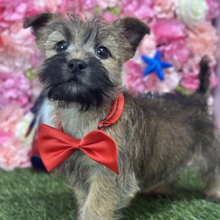 Male Cairn Terrier Puppy for Sale in Saugus, MA